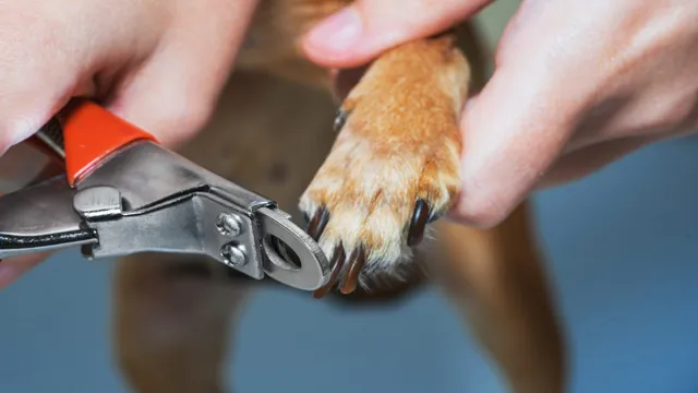 can i use wire cutters to cut dog nails