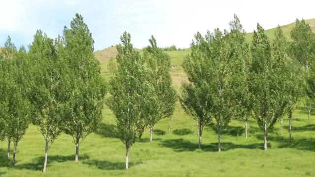 can poplar be used outside