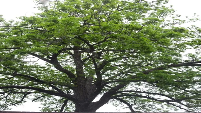 how much is a 100 year old pecan tree worth