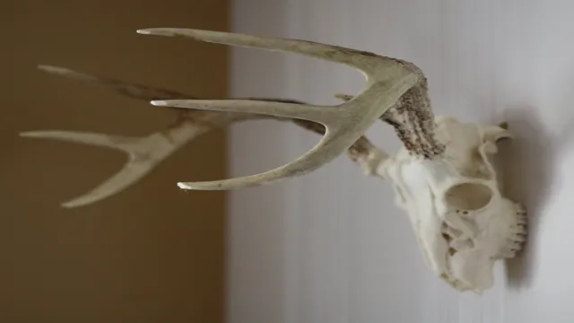 how to whiten deer antlers
