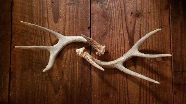 how to whiten deer antlers