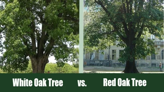 white oak vs live oak
